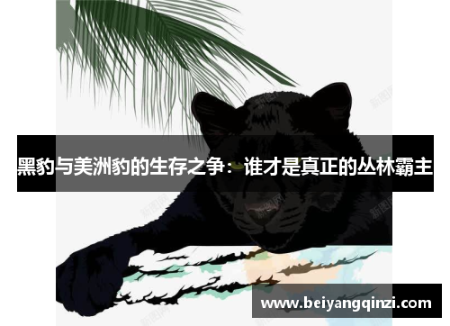 黑豹与美洲豹的生存之争：谁才是真正的丛林霸主
